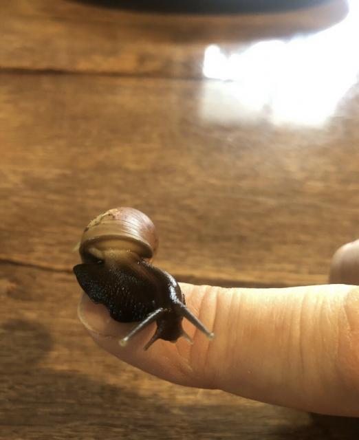 Achatschnecken Lissachatina fulica Afrikanische Riesenschnecken  - Sonstiges - Kühbach 