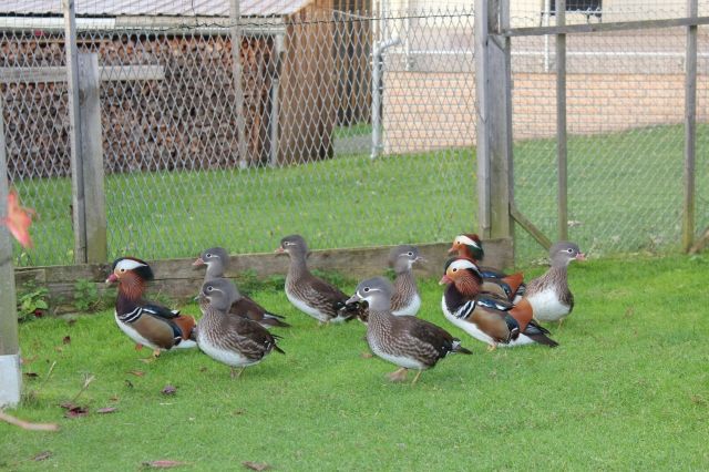 Mandarinenten - Voegel - Wurzbach