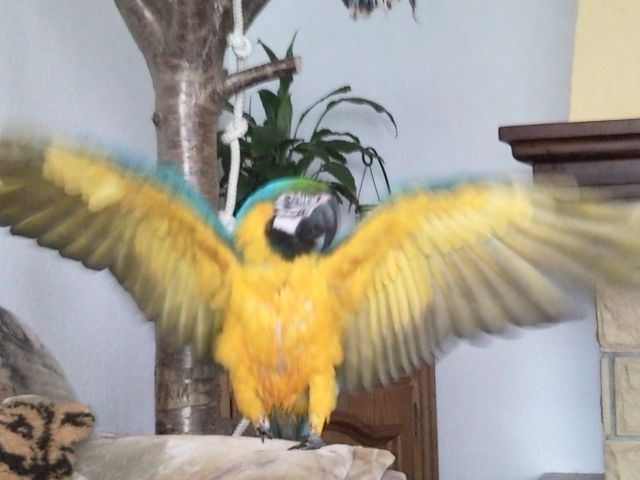 1,0 Gelbbrustara - Voegel - Templin