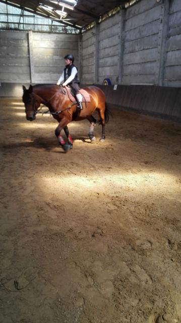 Reitbeteiligung gesucht - Reitbeteiligung - Rostock