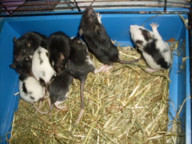 Ratten bande sucht neue futter geber - Ratten - bergedorf