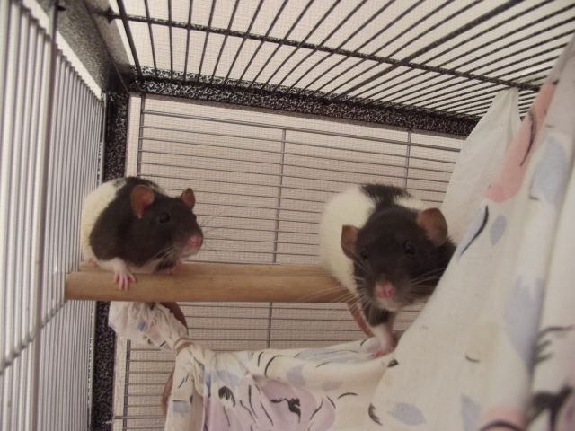 3 junge Ratten  weibchen  suchen neues Zuhause - Ratten - Menden