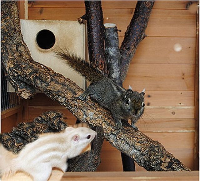 Streifenhörnchen und andere Hörnchenarten - Sonst Nagetiere - Fürsternzell