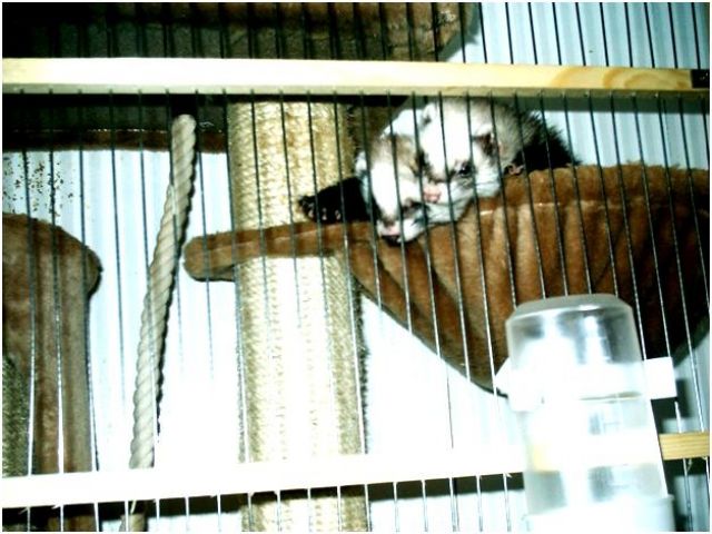 2 verspielte Iltis-Frettchen - Frettchen - München/bzw. Kitzingen