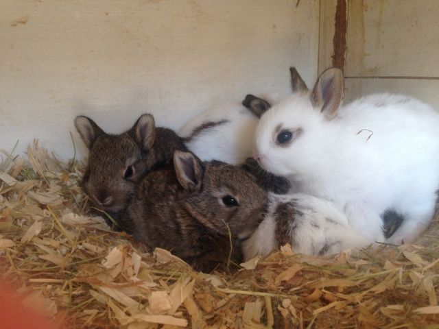 Süße Kaninchen Babies abzugeben  - Hasen Kaninchen - Langenfeld 