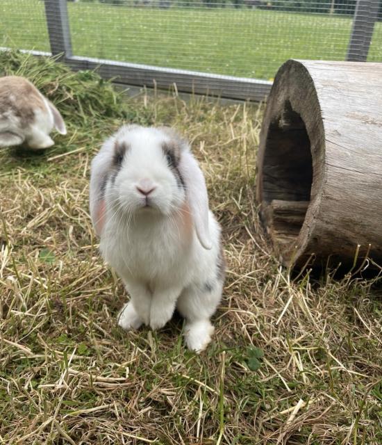 Minilop - Zwergwidder  - Hasen Kaninchen - Amorbach 