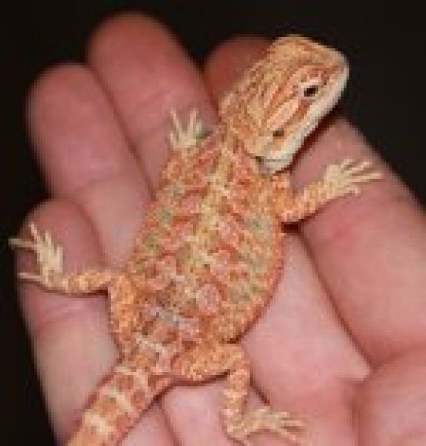 Farbbartagamen Multicolour 100% Hypo und Het für Hypo - Reptilien - Mönchengladbach