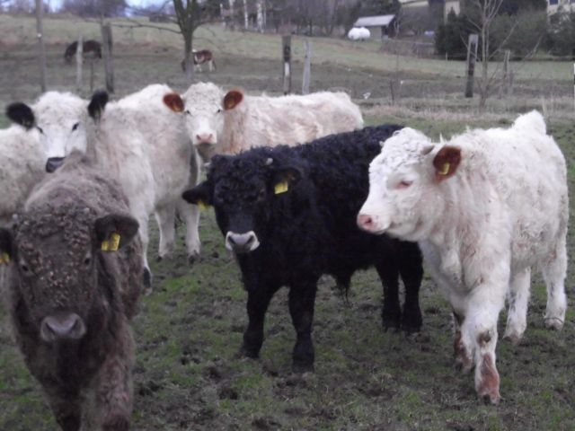 Gallowaymixrinder - Nutztiere - Reichenbach