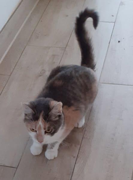 Coco – Glückskatze sucht dringend glückliches Zuhause! (aus dem Tierschutz / gec - Katzen - Weil