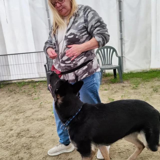 Schaeferhund  - Sonstiges - Wuppertal