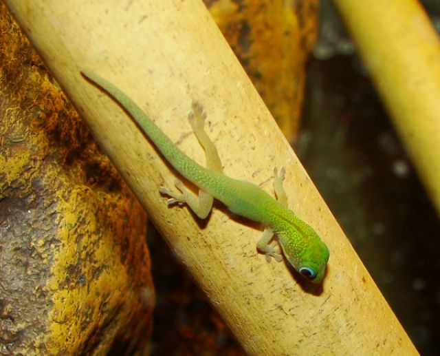Goldstaubtaggecko - Reptilien - Freital