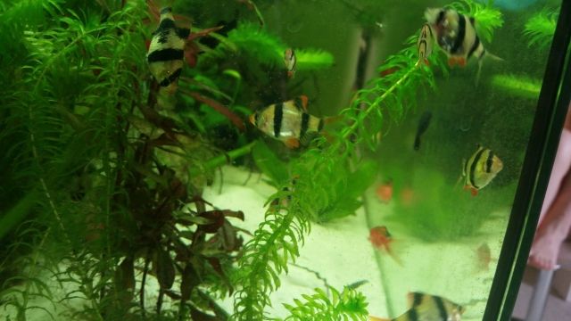 Zierfische Sumatrabarben abzugeben - Fische - Thum