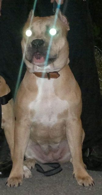 American Bully  Bullie  Hündin abzugeben - Hunde - Bleckede