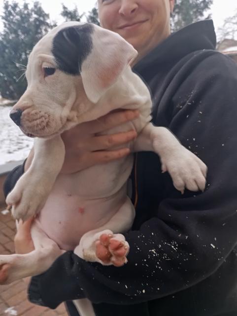 Dogo Argentino Welpen  - Hunde - Großmühlingen