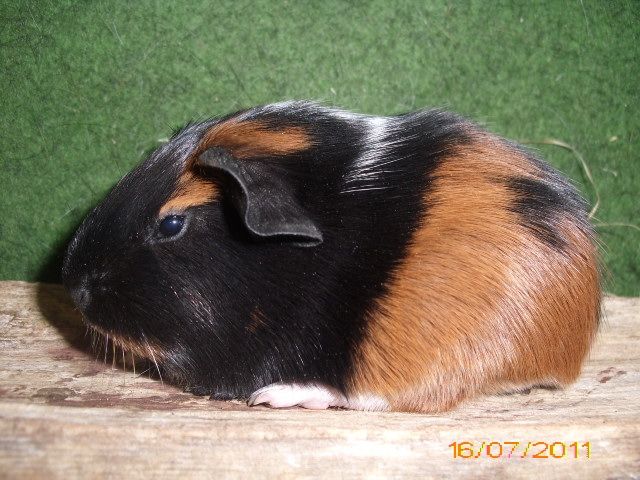 Meerschweinchen Babys und Kastrate abzugeben - Meerschweinchen - KIel