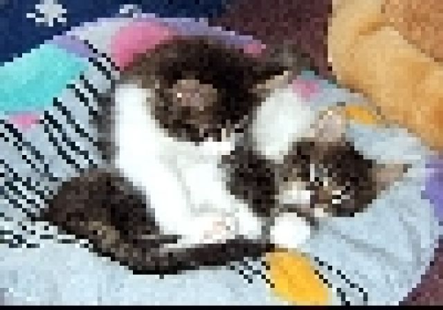 Norwegische Waldkatzen - Katzen - Reichenbach