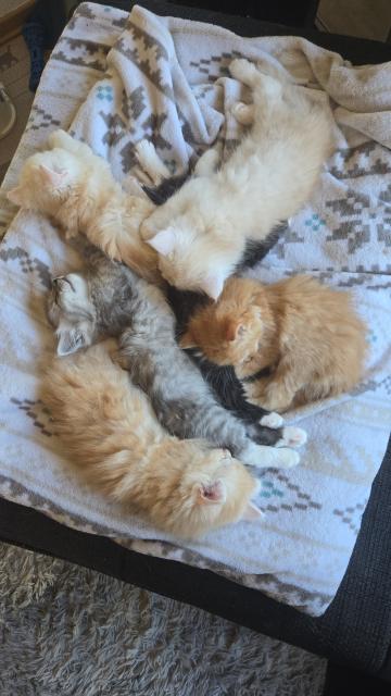 Zuckersüße Perser-Maincoon Kitten - Katzen - Weitramsdorf 