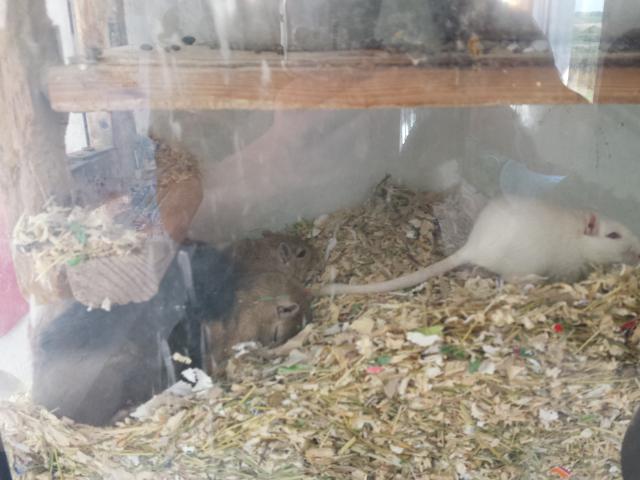 Wüstenrennmäuse Rennmäuse Wüstenrennratten Rennratten mongolische Wüstenrennmäus - Maeuse - Hilzingen