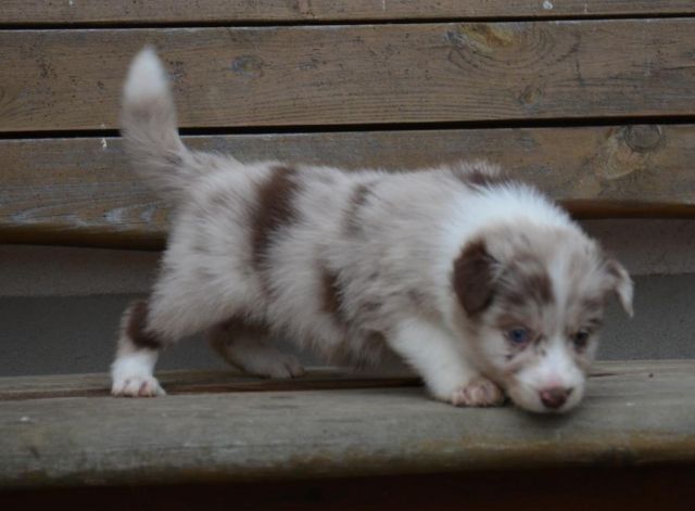Wunderschöne Border Collie Welpen mit Stammbaum - Insekten - Holzheim