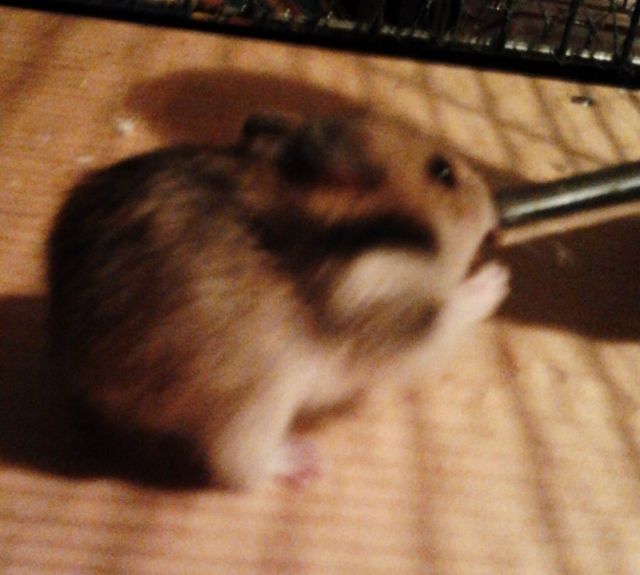Hamsterbabys♥ - Hamster - Cham