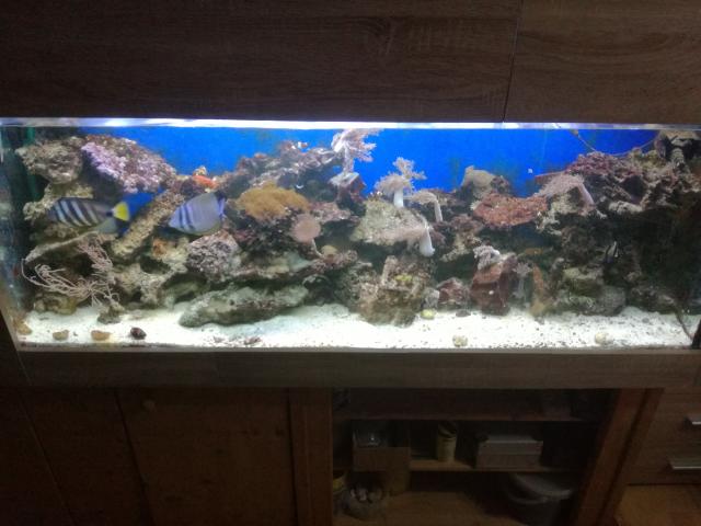 Meerwasser-Aquarium Komplett - Aquarien und Zubehoer - Immenhausen