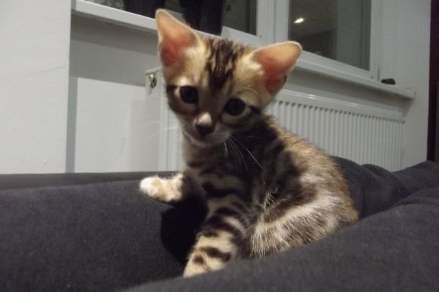 Bengel Kitten - Katzen - Egerländerstr.10