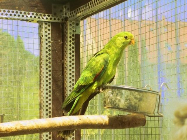 Verkaufe 1,0 Rotflügelsittich von 2009 - Voegel - Eilenburg