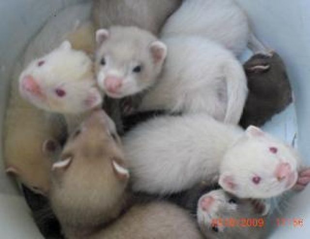 Frettchenwelpen zu verkaufen  - Frettchen - Frankfurt