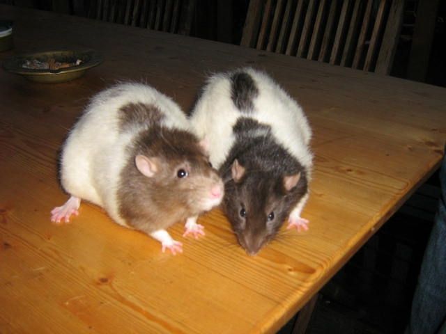 2 Rattenmännchen mit großem Käfig zu verschenken - Ratten - Roding