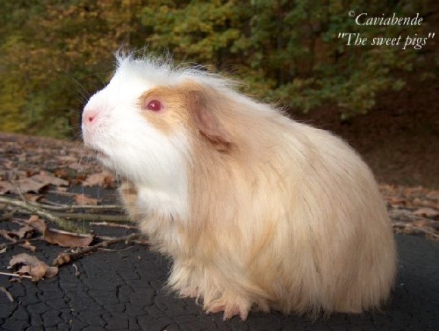 Kleines süsses Coronet Meerschweinchen abzugeben  - Meerschweinchen - Windeck