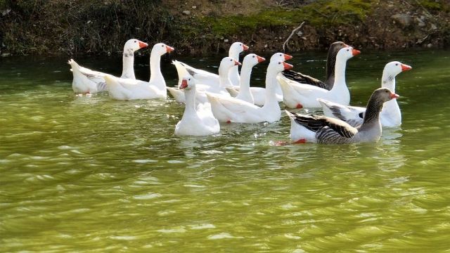 Pommerngänse weis und grau weis zu Verkaufen - Sonstige Nutztiere - 88471