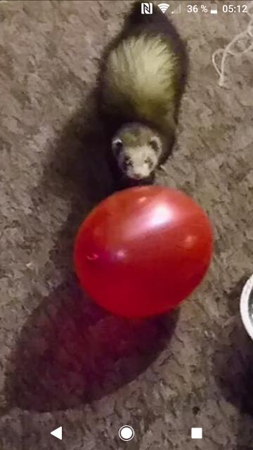 Frettchenrüde zu verkaufen ! - Frettchen - Birstein