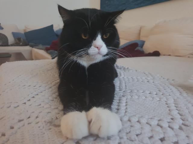 BKH Deckkater - Katzen - Berlin