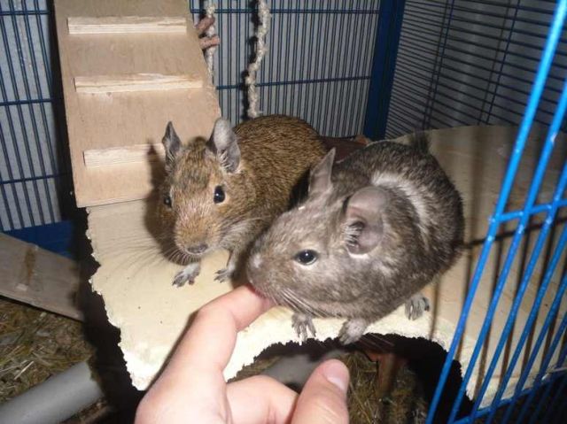 2 süsse Degumännchen abzugeben - Nagetiere Allgemein - Düsseldorf