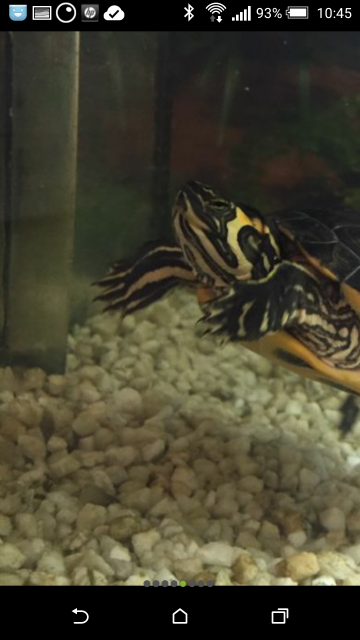 2 Wasserschildkröten inkl Aquarium Unterschrank uvm - Reptilien - Büttelborn