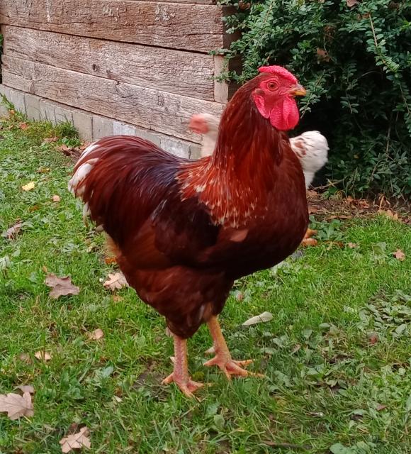 Zwerghahn Zwergwyandotte - Nutztiere - Dahlem