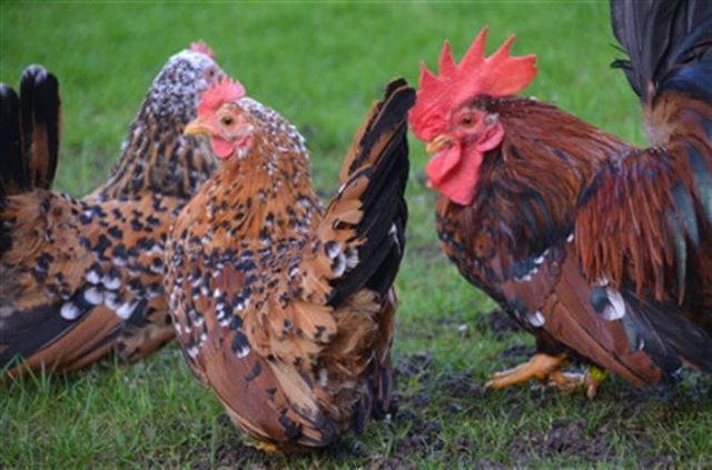 Chabos Gold Porzellanfarbig Zwerghühner - Sonstiges - Münster