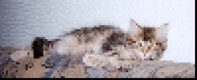 Norwegische Waldkatzen mit Lux-Pinselchen ! - Katzen - Essen