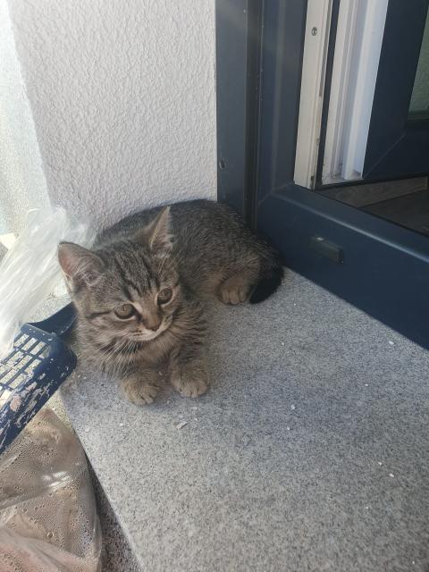 BKH Kitten suchen ein schönes Zuhause  - Katzen - Villingen-Schwenningen