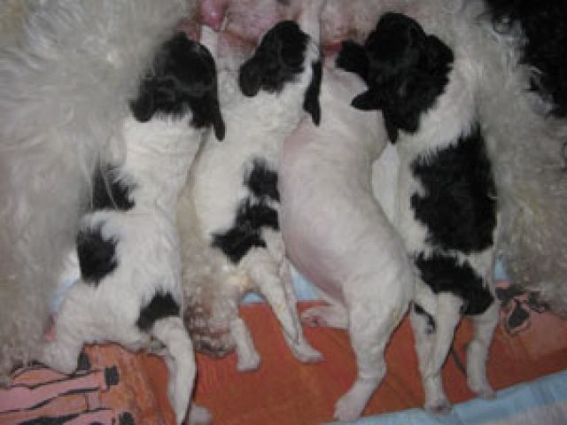 Harlekin Kleinpudel Welpen from Dream of Harlekin DPK/VDH - Hunde - Papenburg