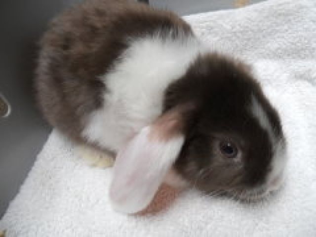 Satinwidder, Rexwidder, Zwergwidder, auch BA - Hasen Kaninchen - Perscheid