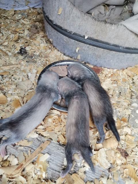 Frettchen Welpen  - Frettchen - Erl