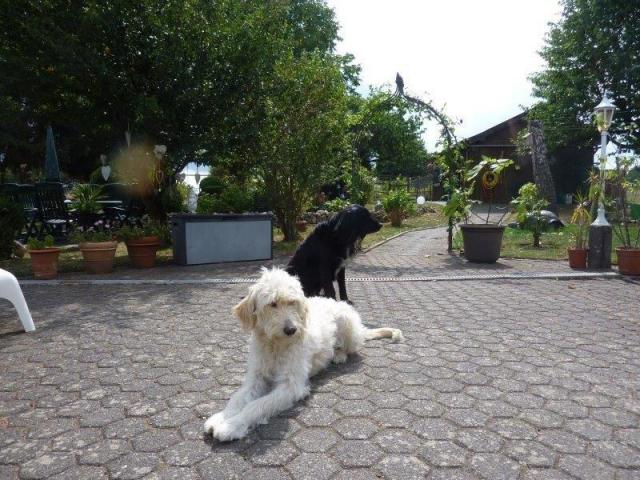 Pudel- oder Labradoodledekrüden gesucht - Hunde - Blankenheim