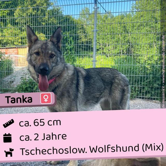 Tanka (w), 2 Jahre, 65 cm, Slowakei - Hunde - Nova Bana