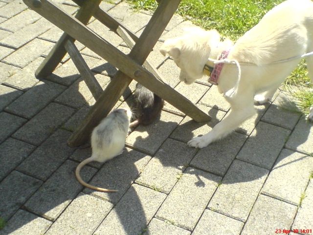 Ratten zu Verschenken  - Nagetiere Allgemein - meinerzhagen 