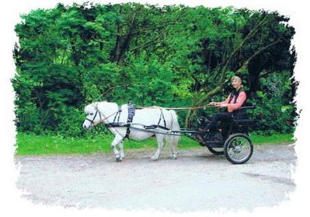 Shetty-Gig und Shetty-Geschirr - Pferde - Jade