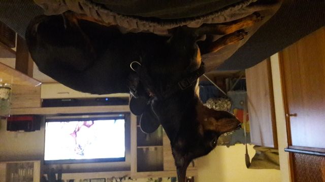 Haru sucht.... - Hunde - Dresden