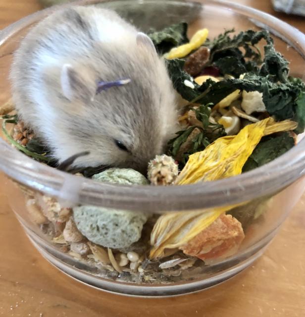 Campers Kurzschwanz Zwerghamster  - Hamster - Bornheim 