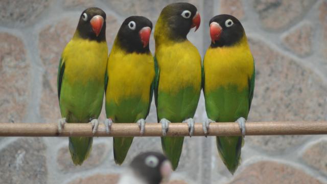 Unzertrennliche  - Voegel - Sinntal 