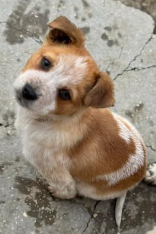 Phil -  verlassener Welpenjunge sucht sein Glück - Hunde - Königsbach-Stein 